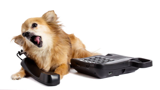 istock Chiuhuahua shouting black old phone 1277437465