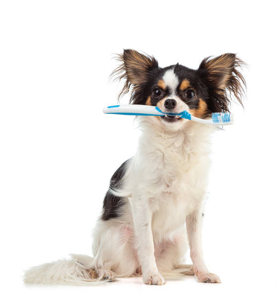 istock Chihuahua with a toothbrush 1277437485