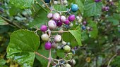 variegated-porcelain-berry-vine-ampelopsis-brevipedunculata-peppervine.jpg?b=1&s=170x170&k=20&c=TW1rhK8SumA0K9Qtmz6z-ctSBb7kOMBcLgq7Fi0XYnM=