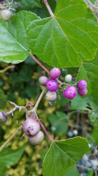 variegated porcelain berry vine ampelopsis brevipedunculata peppervine - berry vine stock-fotos und bilder