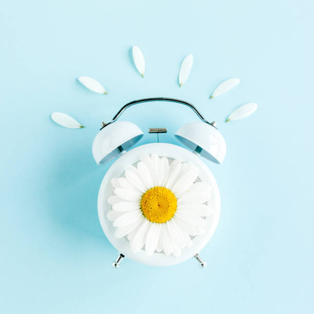 istock Composition-summer time from clock and chamomile flowers on blue background. Flat lay, top view 1277439197