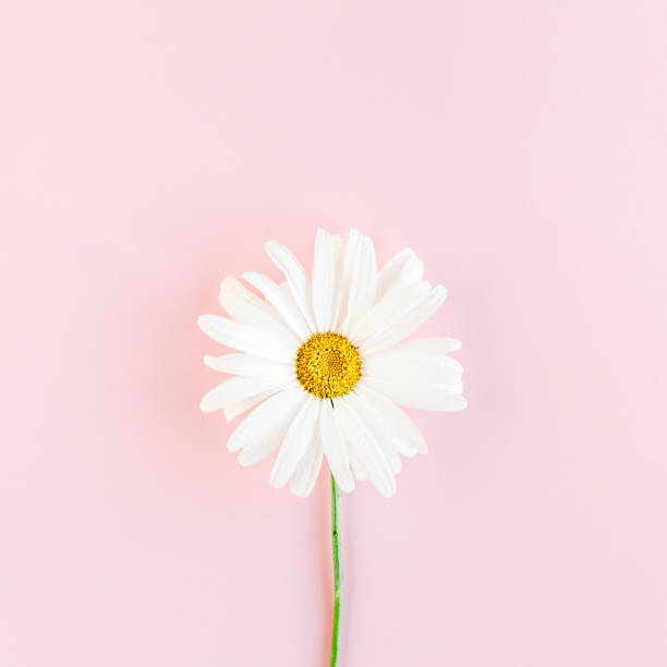 istock Chamomile flower beautiful and delicate on pink background 1277439242