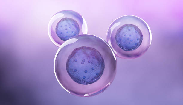 cellula staminali umana - egg cell foto e immagini stock