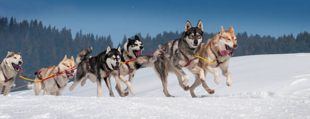 sportive dogs in the snow sportive dog team is running in the snow dogsledding stock pictures, royalty-free photos & images