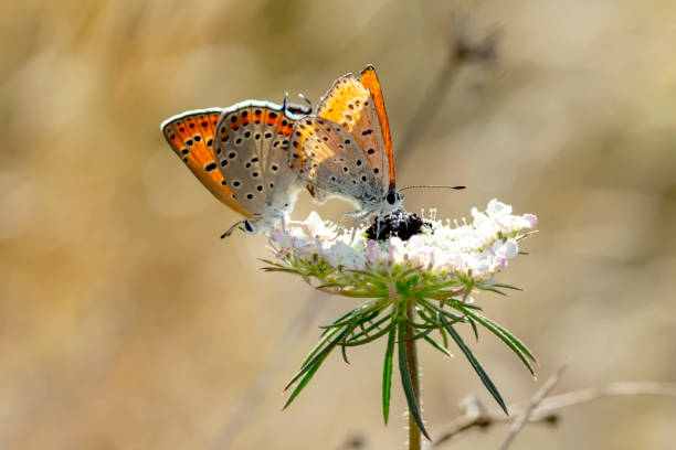 istock Macro shots, beautiful butterfly 1277440626