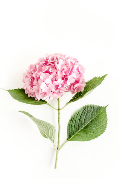 Beautiful, pink hydrangea flower on white background. Floral concept. Flat lay, top view