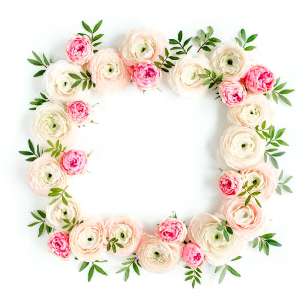 Floral pattern frame made of pink ranunculus and roses flower buds on white background. Flat lay, top view floral background