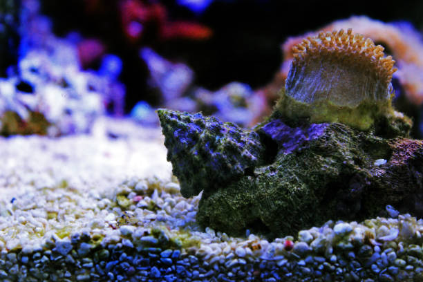 istock Saltwater Trochus snail in reef aquarium tank 1277442089