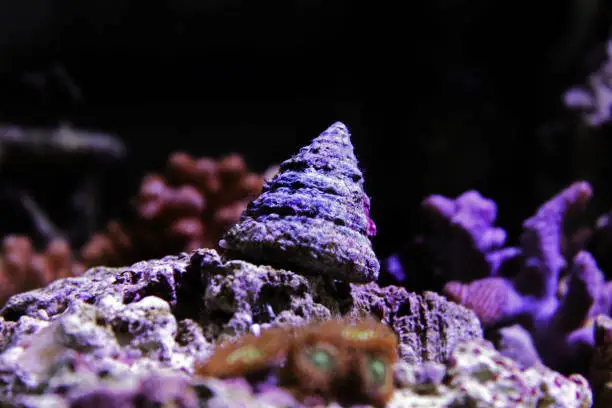 Saltwater Trochus snail in reef aquarium tank