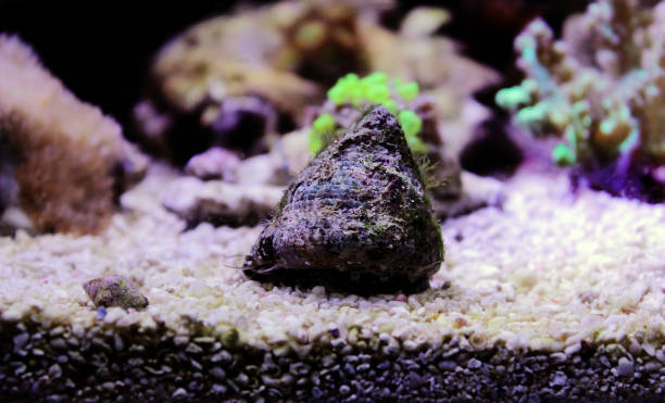 istock Saltwater Trochus snail in reef aquarium tank 1277442096