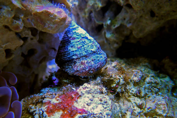 Saltwater Trochus snail in reef aquarium tank