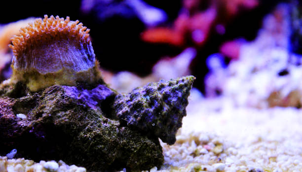 istock Saltwater Trochus snail in reef aquarium tank 1277442106