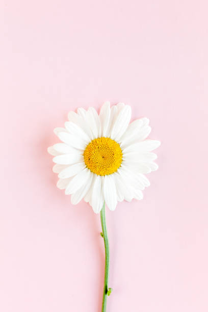 istock Chamomile flower beautiful and delicate on pink background 1277442873