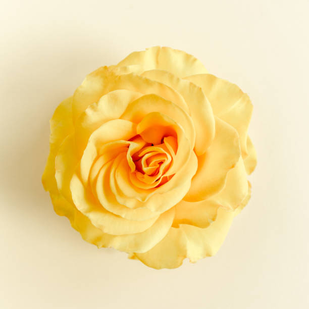 istock Yellow rose flower on beige background. Flat lay, top view 1277442941