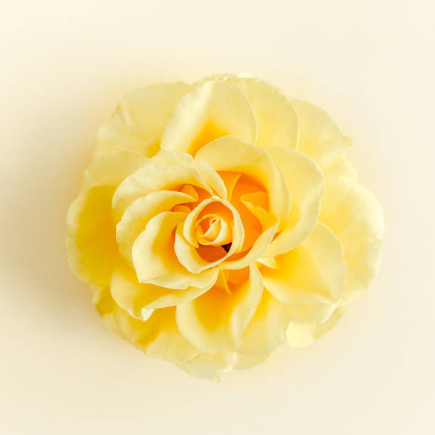 istock Yellow rose flower on beige background. Flat lay, top view 1277443170
