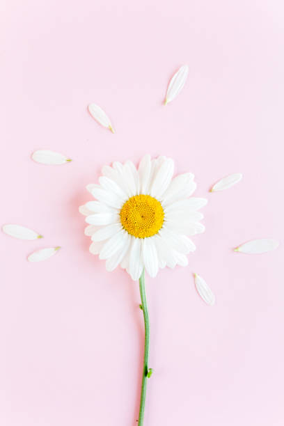 istock Chamomile flower beautiful and delicate on pink background 1277443203