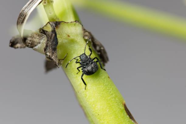 istock Nymphs of brown marmorated stink bugs, Halyomorpha halys 1277443215