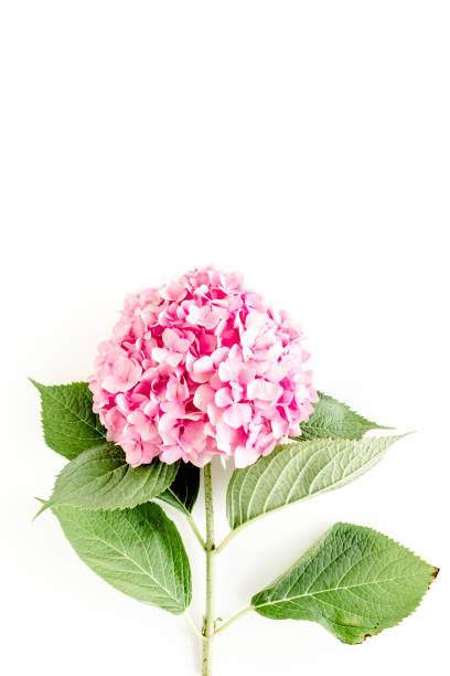 istock Beautiful, pink hydrangea flower on white background. Floral concept. Flat lay, top view 1277443488