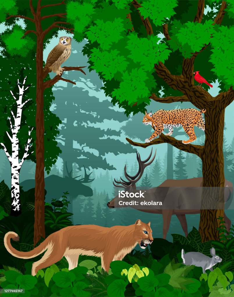 Vector Woodland Green Forest Trees With Cougar Puma Lynx Eagle Owl Rabbit Red Cardinal And Elk Stock Illustration - Download Image Now - iStock