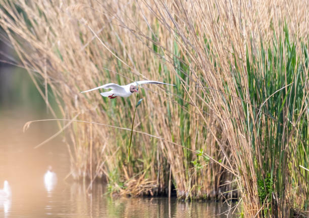 istock Black-headed gull in a bird sanctuary in southern Germany 1277445265