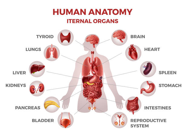 ilustrações, clipart, desenhos animados e ícones de órgãos internos humanos. ilustração médica de anatomia corporal para infográficos de biologia, rins estomacais pulmões de fígado cardíaco. conjunto vetorial - órgão interno humano