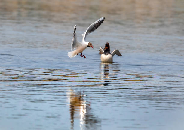 istock Black-headed gull in a bird sanctuary in southern Germany 1277446246