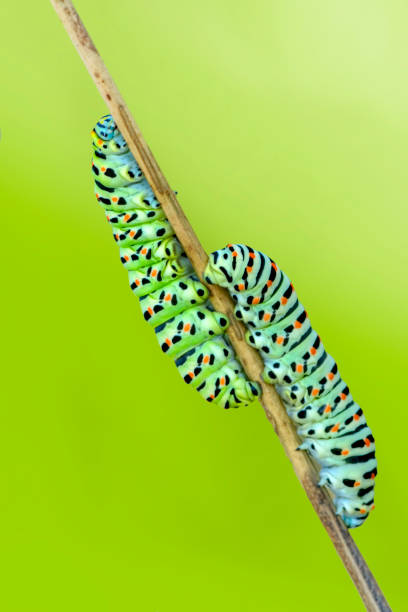 istock Close up beautiful caterpillar of butterfly 1277446325