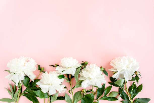 istock White peonies on pink background. Minimal floral concept greeting card. Flat lay, top view 1277446586