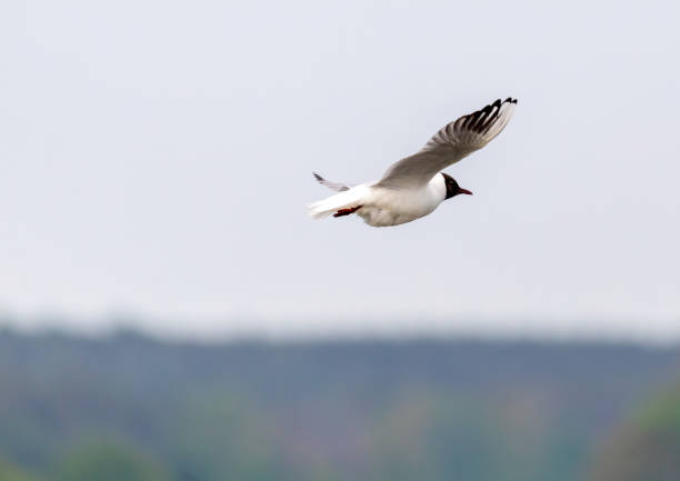 istock Black-headed gull in a bird sanctuary in southern Germany 1277447296