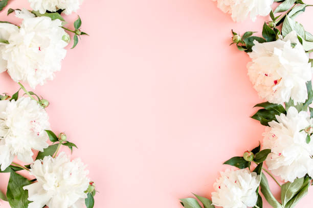 istock Frame of white peony flowers with space for text on pink background. Peony texture. Flat lay, top view 1277447478