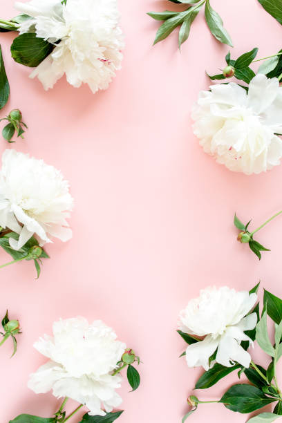 istock Frame of white peony flowers with space for text on pink background. Peony texture. Flat lay, top view 1277448079