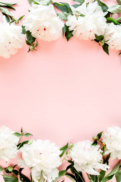 istock Frame of white peony flowers with space for text on pink background. Peony texture. Flat lay, top view 1277448121