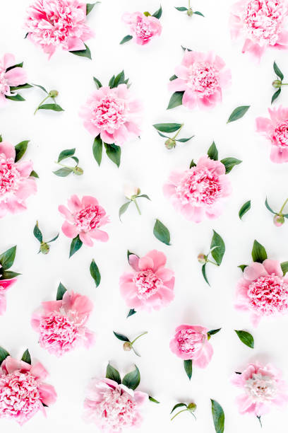 istock Pattern of pink peony flowers on white background. Peony texture. Flat lay, top view 1277448237
