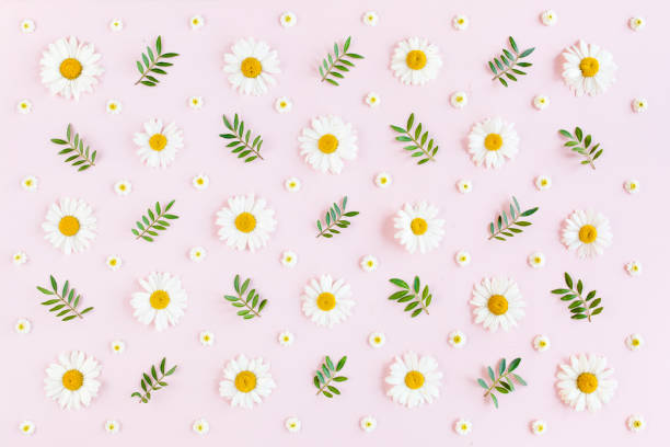 istock Pattern made of chamomiles, petals, leaves on pink background. Flat lay, top view 1277449156
