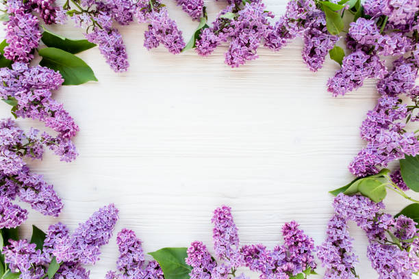 istock Beautiful purple lilac on wooden white background 1277450037