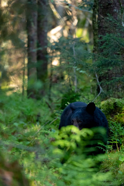 istock Black Bear Through The Ferns 1277450726