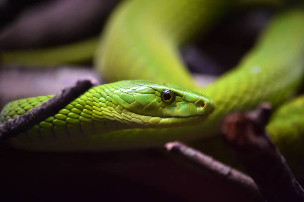 istock a green snake on the jungle 1277450808