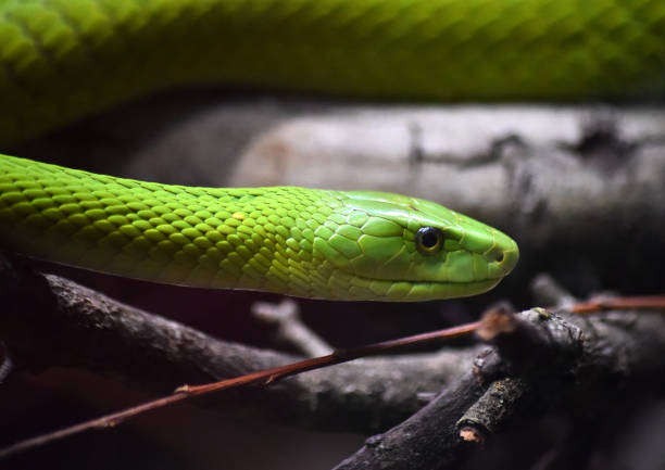 istock a green snake on the jungle 1277450810