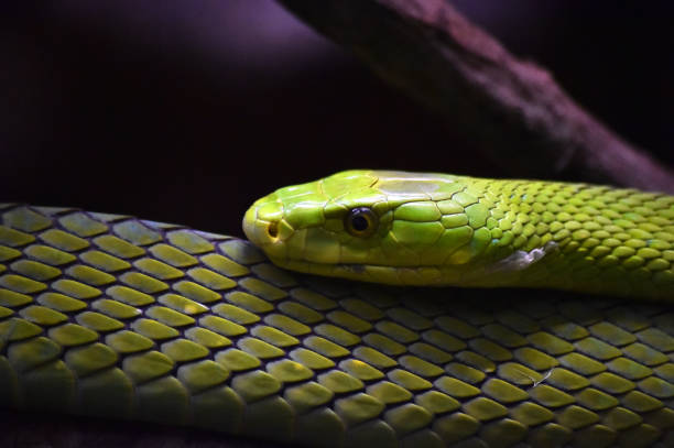 istock a green snake on the jungle 1277450863