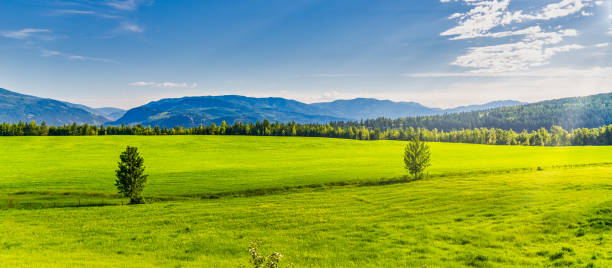istock Green canola fields on a sunny afternoon in Canada 1277451163