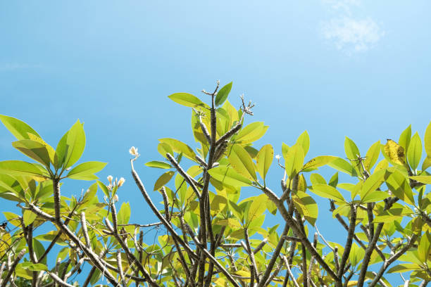 istock Green leaves with blue sky background 1277451851