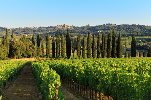 Beautiful vineyard and cypress hillside in Tuscany, Italy