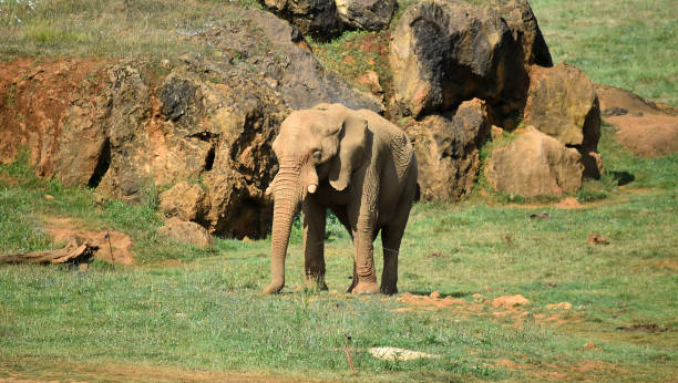 istock A huge elephant on the safari 1277451971