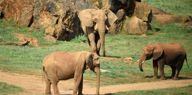 istock A huge elephant on the safari 1277451980