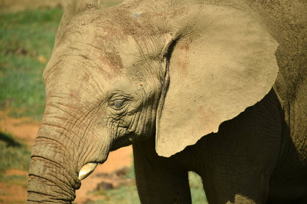 istock A huge elephant on the safari 1277452037
