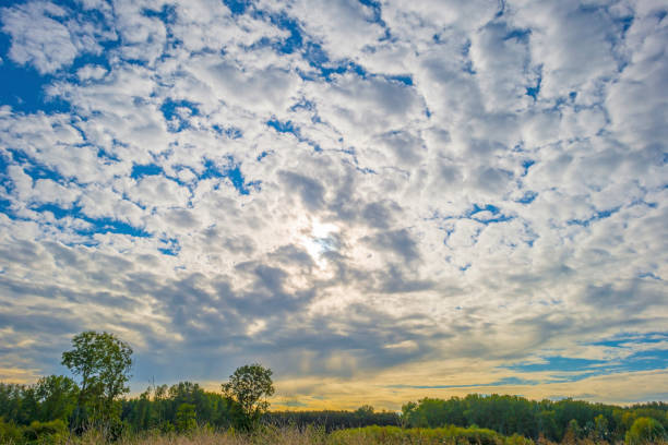 Fields and trees in a green grassy landscape under a blue cloudy sky in sunlight at fall, Almere, Flevoland, Netherlands, September 29, 2020