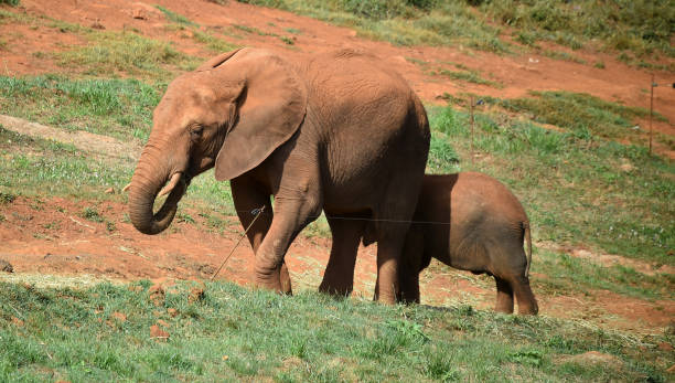 istock A huge elephant on the safari 1277452075