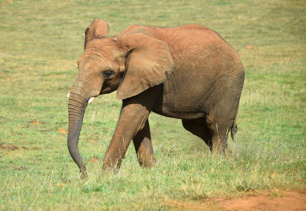 istock A huge elephant on the safari 1277452107