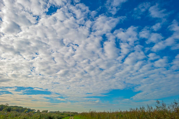Fields and trees in a green grassy landscape under a blue cloudy sky in sunlight at fall, Almere, Flevoland, Netherlands, September 29, 2020