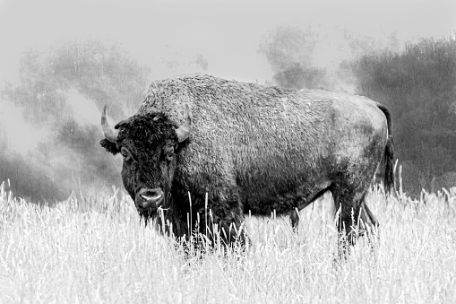 Bison in on a hill